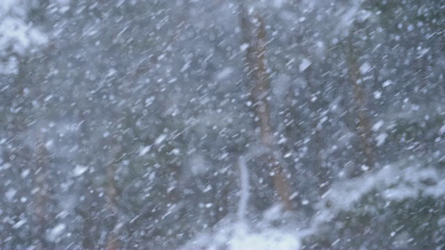 冬天下雪的松林和下雪的圣诞树。慢动作视频素材