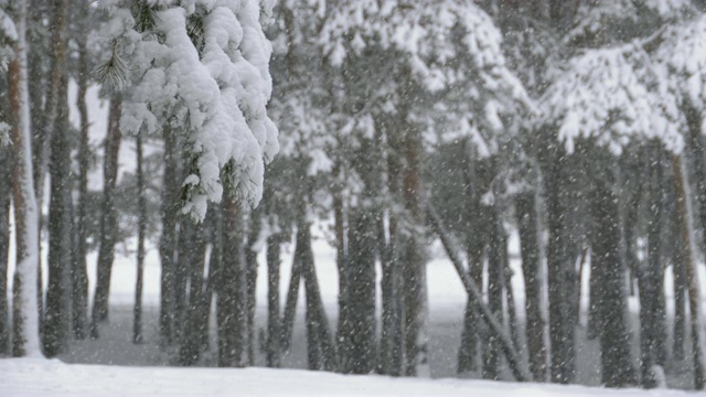 冬天下雪的松林和下雪的圣诞树视频素材