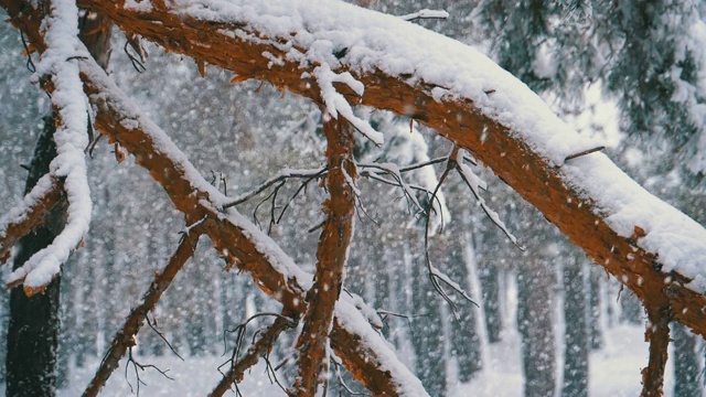 冬季松林与白雪覆盖的树枝圣诞树。慢动作视频素材