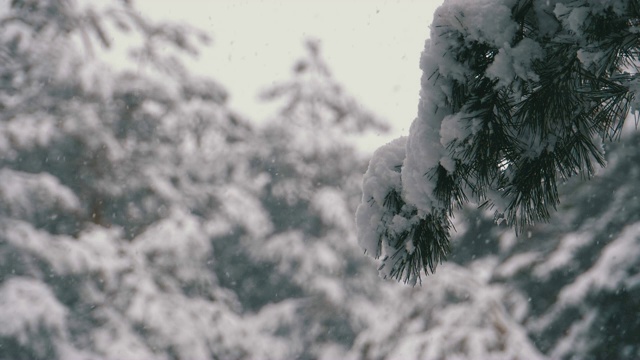 冬季松林与白雪覆盖的树枝圣诞树。慢动作视频素材