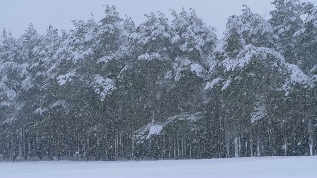 冬天下雪的松林和下雪的圣诞树。慢动作视频素材