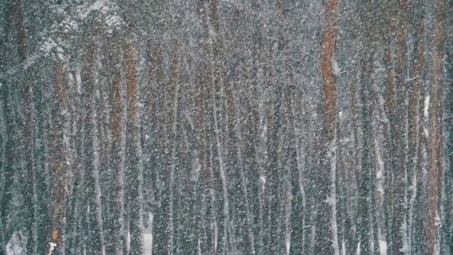 冬天下雪的松林和下雪的圣诞树。慢动作视频素材