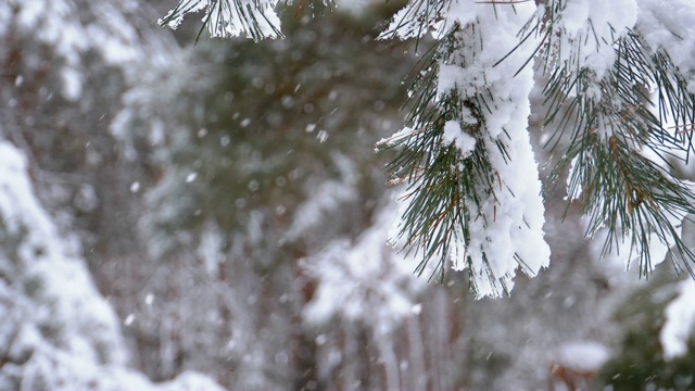 冬季松林与白雪覆盖的树枝圣诞树。慢动作视频素材