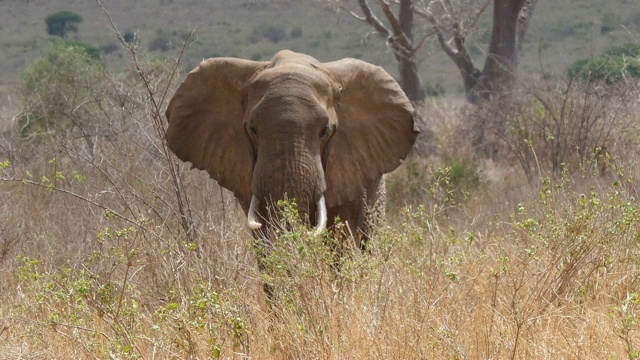 非洲象，loxodonta africana，大草原的成人，察沃公园在肯尼亚，实时4K视频素材