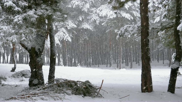 冬季降雪松林与白雪覆盖的树枝圣诞树视频素材