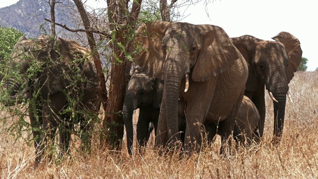 非洲象，loxodonta africana，丛林群，察沃公园在肯尼亚，实时4K视频素材