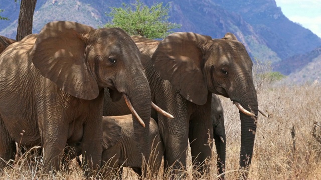 非洲象，loxodonta africana，丛林群，察沃公园在肯尼亚，实时4K视频素材