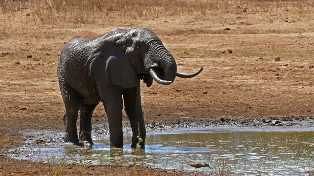 非洲象，loxodonta africana，成年人站在水坑，察沃公园在肯尼亚，实时4K视频素材