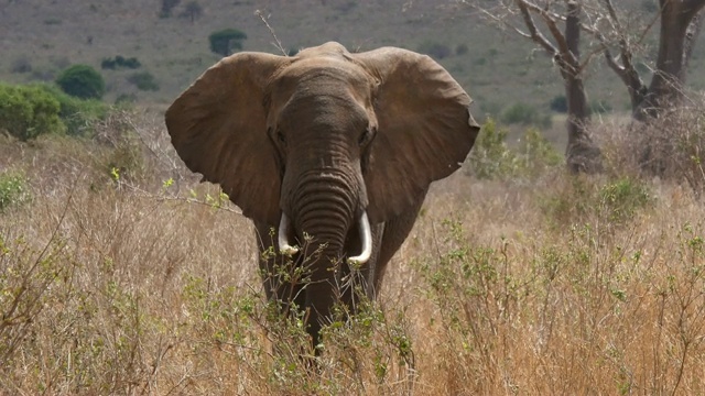 非洲象，loxodonta africana，大草原的成年人，特朗普，肯尼亚查沃公园，实时4K视频素材