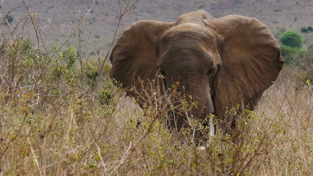 非洲象，loxodonta africana，大草原的成人，察沃公园在肯尼亚，实时4K视频素材