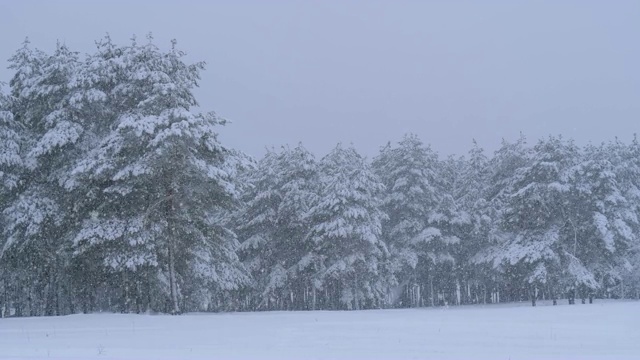 冬天下雪的松林和下雪的圣诞树。慢动作视频素材