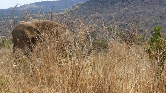 非洲象，loxodonta africana，大草原的成人，察沃公园在肯尼亚，实时4K视频素材