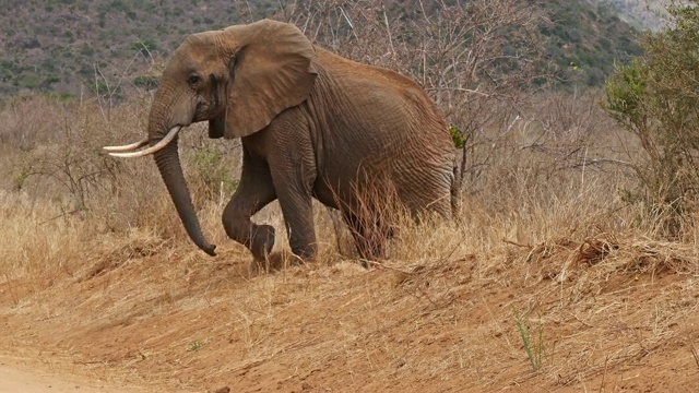 非洲象，loxodonta africana，大草原的成人，察沃公园在肯尼亚，实时4K视频素材