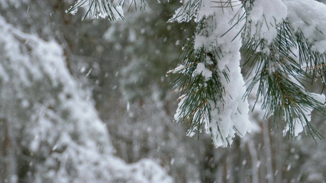 冬天下雪的松林和下雪的圣诞树视频素材