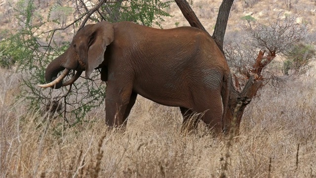 非洲象，loxodonta africana，大草原的成年人，吃，肯尼亚察沃公园，实时4K视频素材