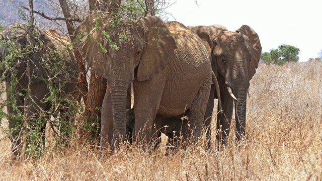 非洲象，loxodonta africana，丛林群，察沃公园在肯尼亚，实时4K视频素材