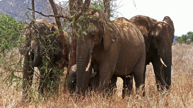 非洲象，loxodonta africana，丛林群，察沃公园在肯尼亚，实时4K视频素材