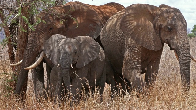 非洲象，loxodonta africana，丛林群，察沃公园在肯尼亚，实时4K视频素材