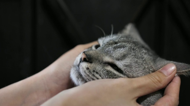 女人和她的虎斑猫玩，慢镜头视频素材