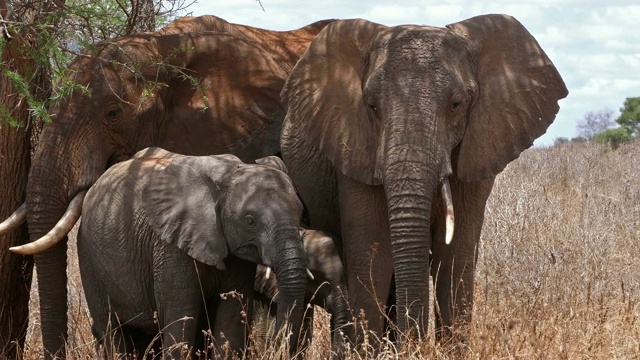 非洲象，loxodonta africana，丛林群，察沃公园在肯尼亚，实时4K视频素材