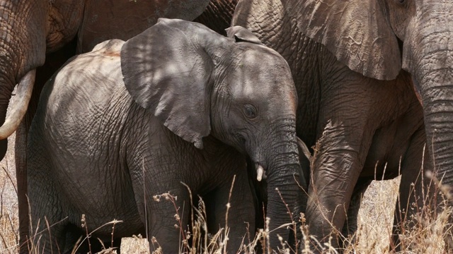 非洲象，loxodonta africana，丛林群，察沃公园在肯尼亚，实时4K视频素材