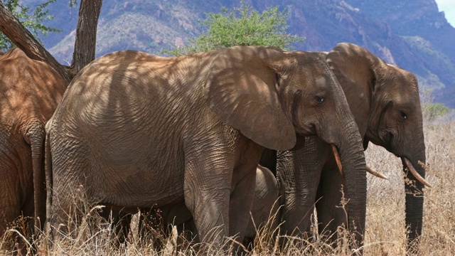 非洲象，loxodonta africana，丛林群，察沃公园在肯尼亚，实时4K视频素材