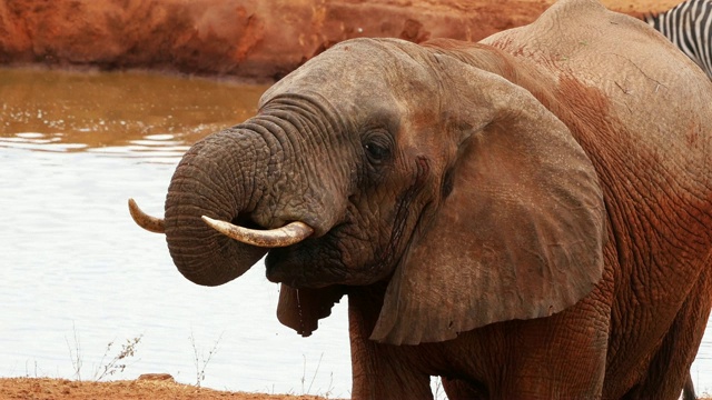 非洲象，loxodonta africana，成年人站在水坑，察沃公园在肯尼亚，实时4K视频素材