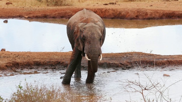 非洲象，loxodonta africana，成年人站在水坑，洗澡，察沃公园在肯尼亚，实时4K视频素材