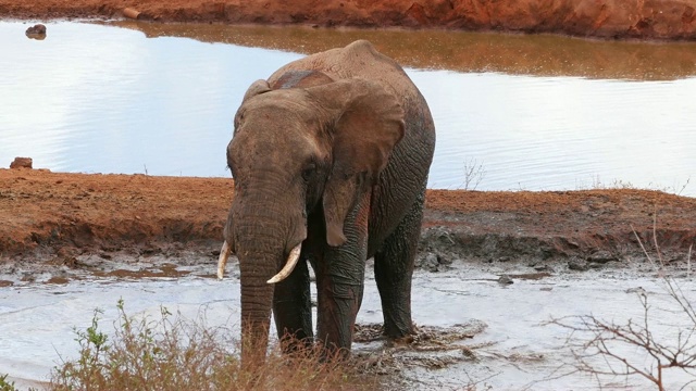 非洲象，loxodonta africana，雄性站在水坑，洗澡，察沃公园在肯尼亚，实时4K视频素材