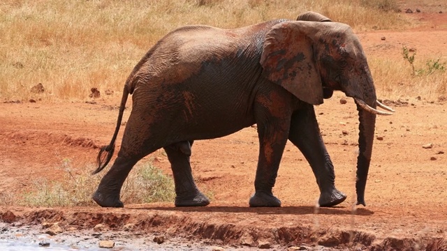 非洲象，loxodonta africana，雄性站在水坑，察沃公园，在肯尼亚，实时4K视频素材