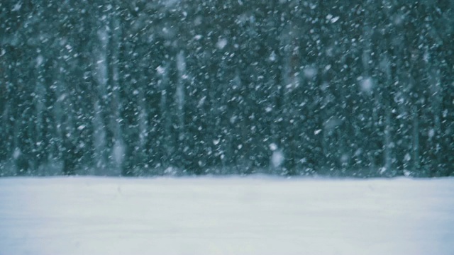 下雪的背景在冬天松林与下雪的圣诞树。慢动作视频素材