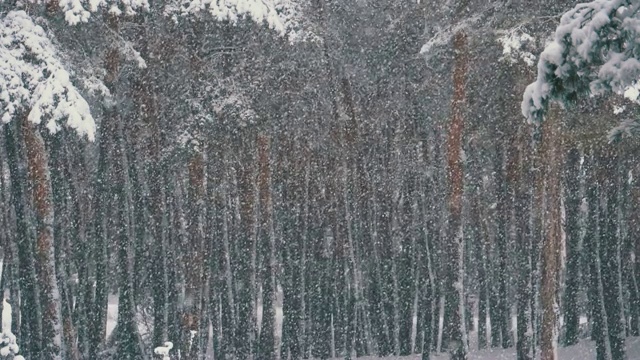 冬天下雪的松林和下雪的圣诞树。慢动作视频素材