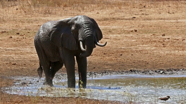 非洲象，loxodonta africana，成年人站在水坑，洗澡，察沃公园在肯尼亚，实时4K视频素材