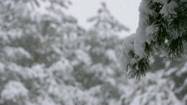 冬天下雪的松林和下雪的圣诞树视频素材