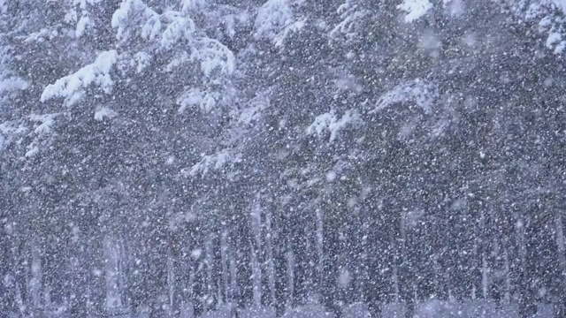 下雪的背景在冬天松林与下雪的圣诞树。慢动作视频素材