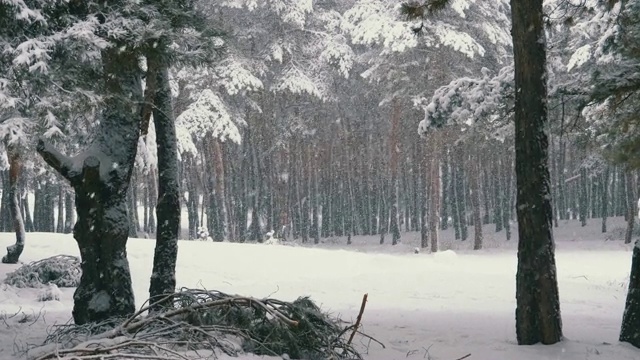 冬季降雪松林与白雪覆盖的树枝圣诞树视频素材