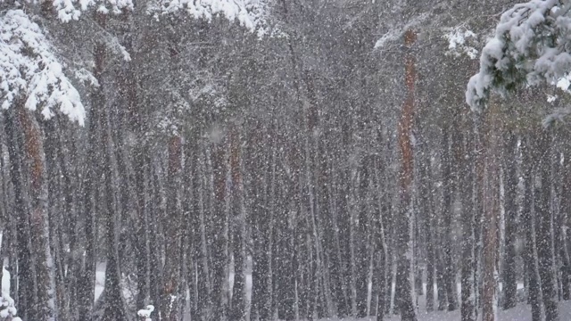 冬天下雪的松林和下雪的圣诞树。慢动作视频素材