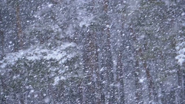 下雪的背景在冬天松林与下雪的圣诞树。慢动作视频素材