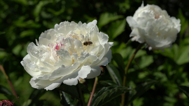 牡丹、芍药属视频素材