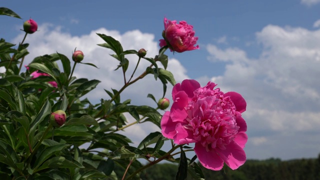 牡丹、芍药属视频素材