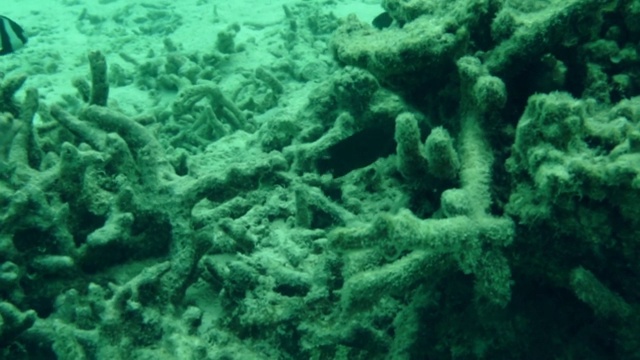 美丽的水下世界。死亡的珊瑚礁、海草、白色的沙子和绿松石般的海水。印度洋,马尔代夫。水下世界我实时。视频素材