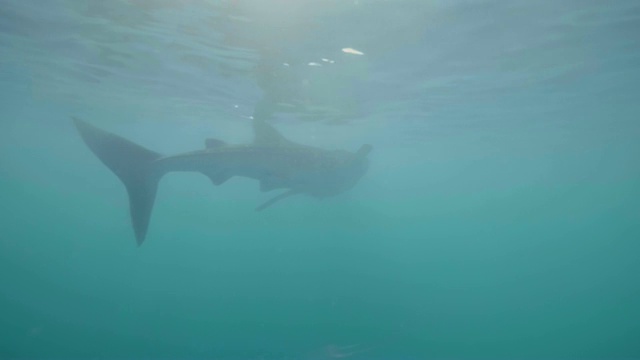 成年鲸鲨在透明的海水中游泳。野生鲸鲨水下。水下观海洋生物，海洋世界。野生海洋动物。视频素材