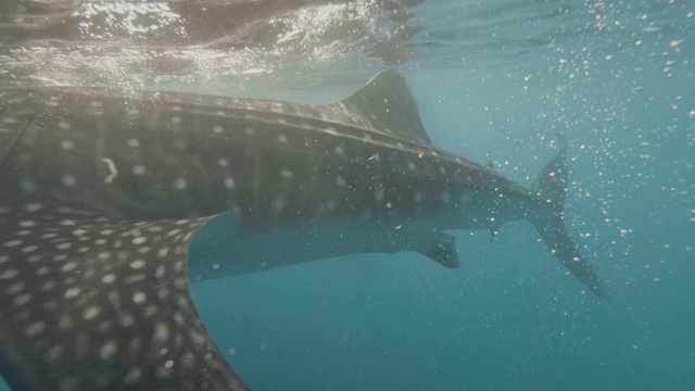 野生鲸鲨游泳在浮潜者和吃浮游生物在透明的海水。黄鲨在海里游泳，吃饲料。水下观赏野生海洋动物。海洋居民。视频素材