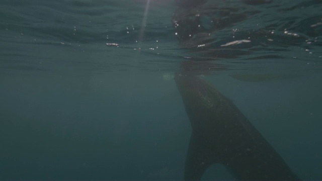 水线上可以看到人们在海面上漂浮的小船和野生鲸鲨在水中游泳。水下拍摄野生鲸鲨在海水和水面船只。水下世界和海洋生物。视频素材