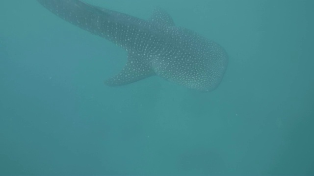 野生鲸鲨吃浮游生物在蓝色的海洋水下视图。在公海喂养鲸鲨。潜泳和潜水时的水下拍摄。野生动物和海洋生物。视频素材