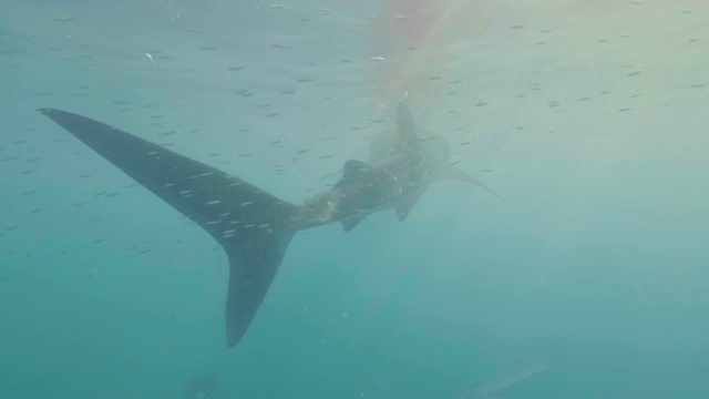 鲸鲨在船下游泳在清澈的海水水下视野。野生鲸鲨在透明的海水中游泳。水下世界和动物。视频素材