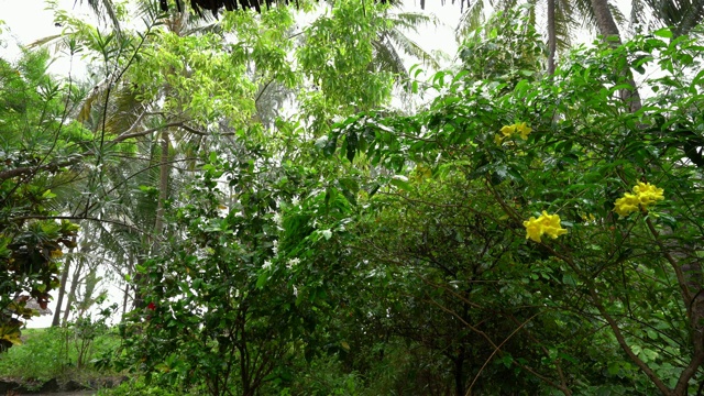 桑给巴尔岛热带雨视频素材