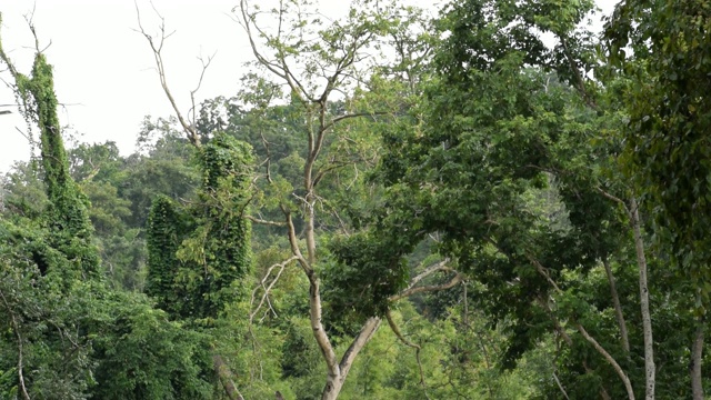 热带雨林和微风前面的山视频素材