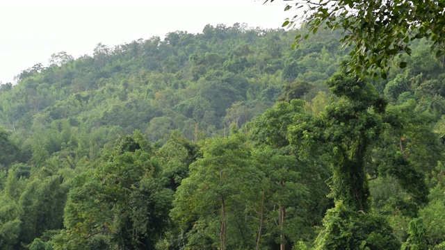 热带雨林和微风前面的山视频素材