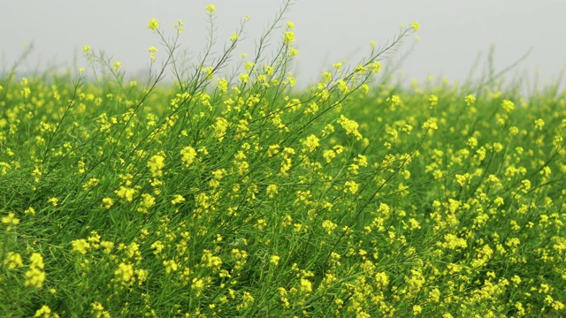 芥菜作物在冬季视频素材